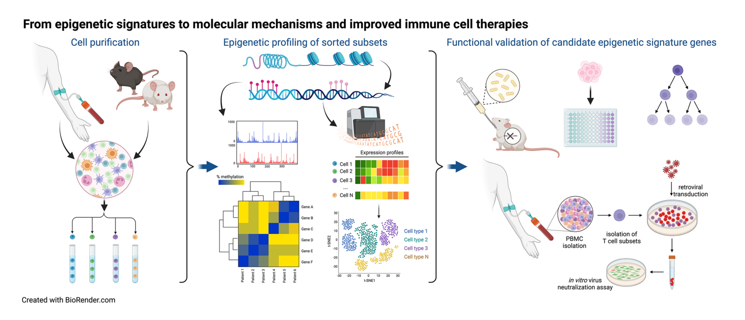 From epigentics signatures to molecular mechanisms and improved immune cell therpies.