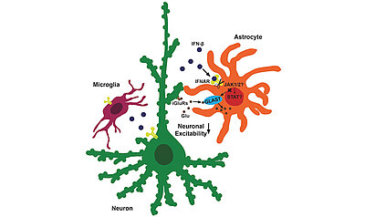 Die Astrozyten pumpen das Glutamat weg, damit ein nächster Impuls eine neue Wirkung auf die Rezeptoren der Nervenzelle haben kann. 