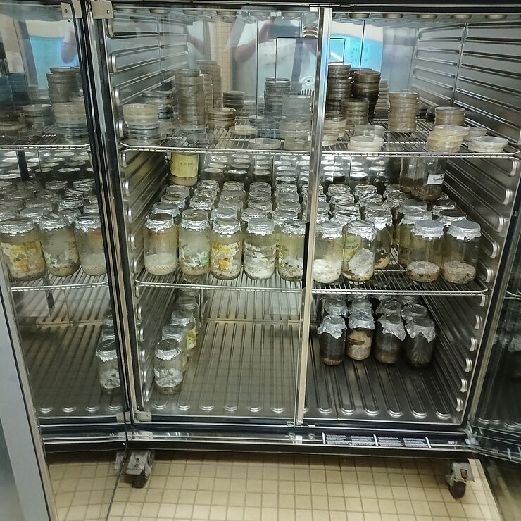 Cabinet with fungal cultures