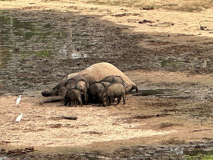 Dead elephant cow surrounded by warthogs