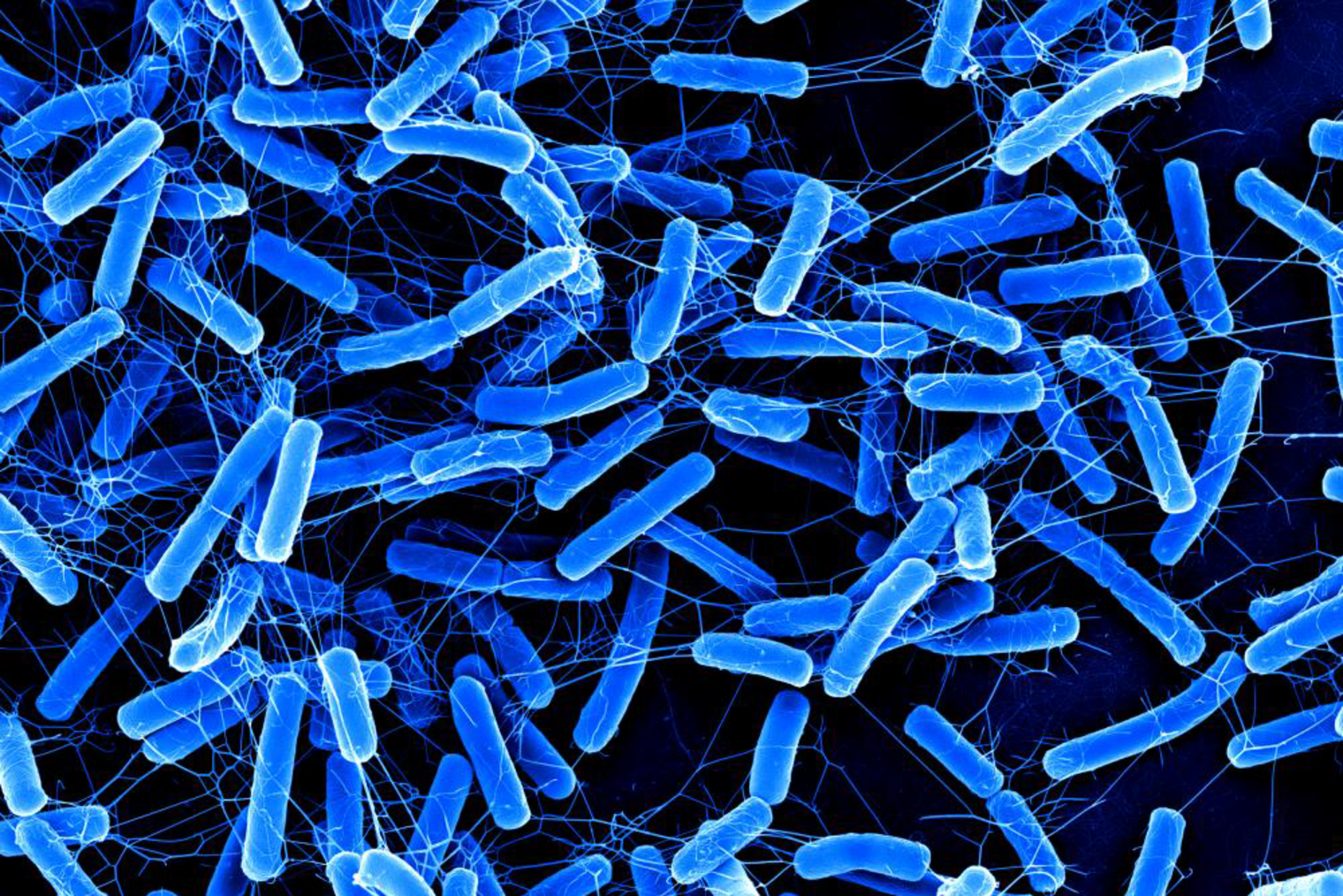 Blue rod-like bacteria