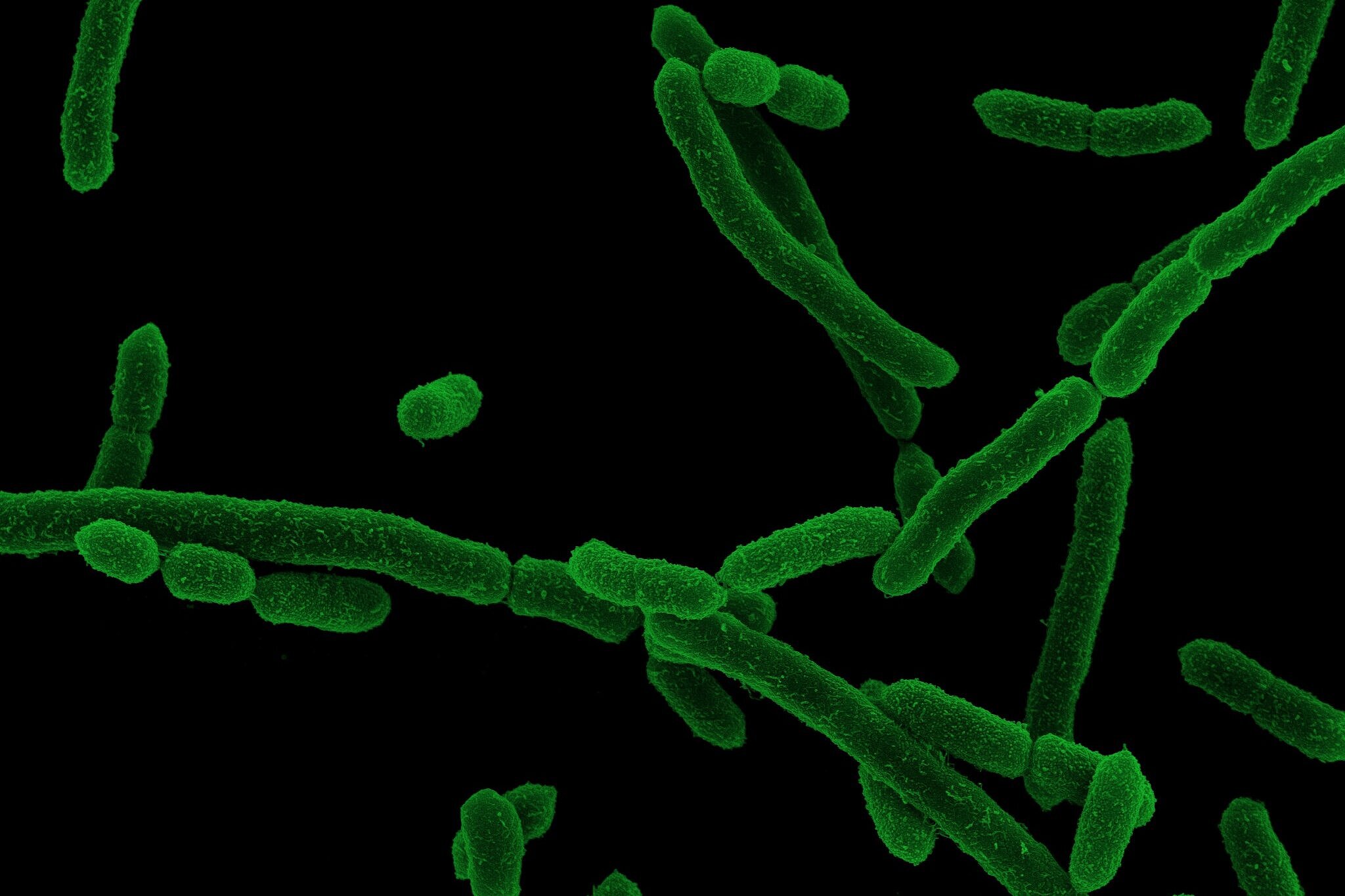 Green rod-shaped bacteria