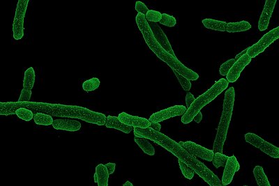Grüne Stäbchenförmige Bakterien
