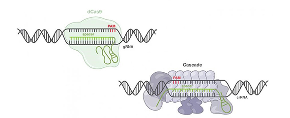 Illustration des Aufbaus eines Klasse II CRISPR-Systems