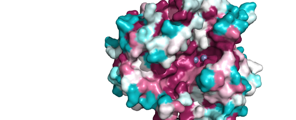 grafische Darstellung des Enzyms PurAH