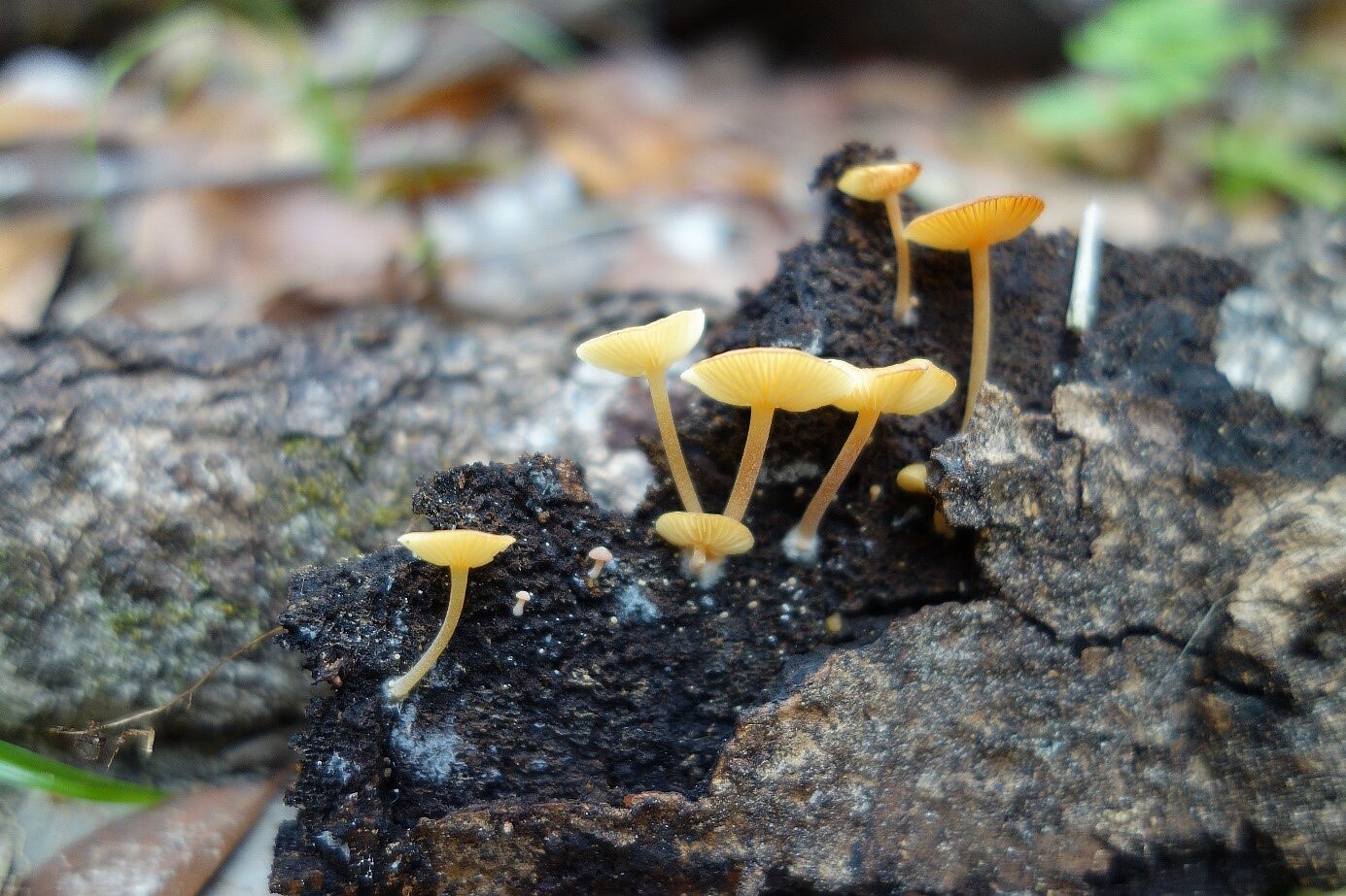 Pilz auf Waldboden