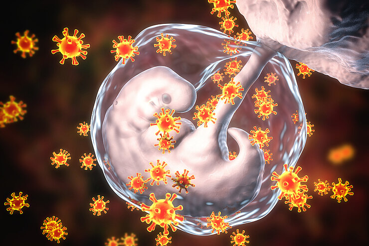Schwangeschaftsblase und Zytomegalie-Viren, welche zu Entswicklungsschäden des Kindes führen können