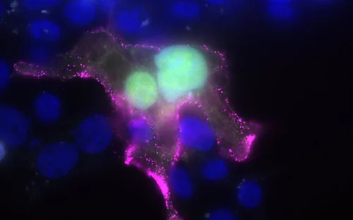 Optimierte Wirkstoffe gegen RSV