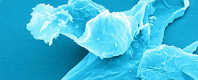 Immunologische Abwehr: Eine T-Zelle wird für den Kampf gegen Krankheitserreger von einer dendritischen Zelle fit gemacht. 