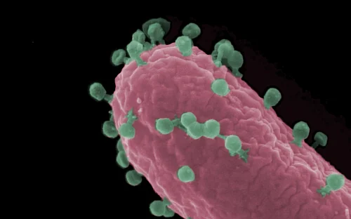 Weltantibiotikawoche: Die Suche nach neuen Waffen gegen bakterielle Infektionen