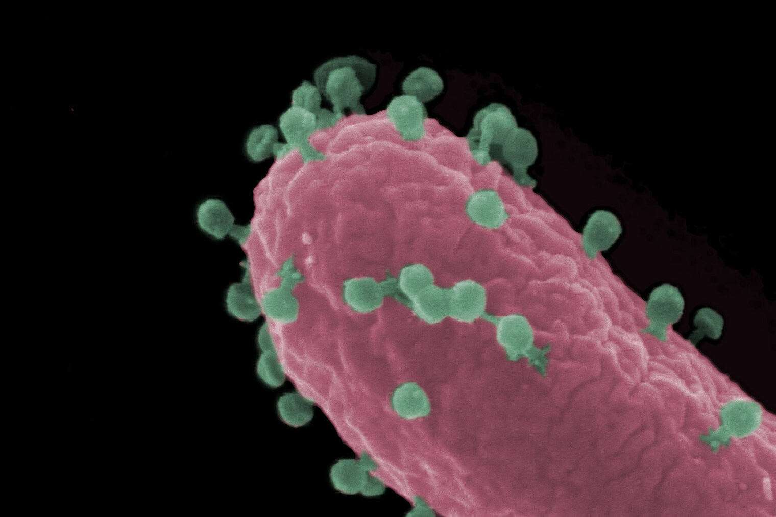 [Translate to English:] Rasterelektronenmikroskopische Aufnahme einer Escherichia coli-Zelle (rot), die von Bakteriophagen (grün) infiziert wird.