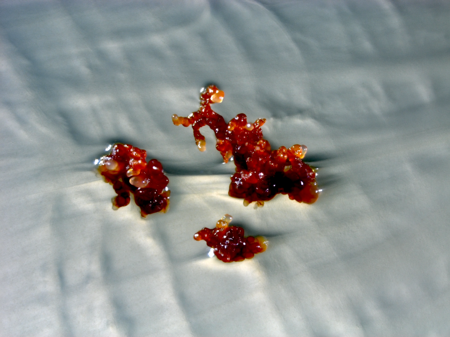 Stereomikroskopische Aufnahme von Cystobacter violaceus in rot