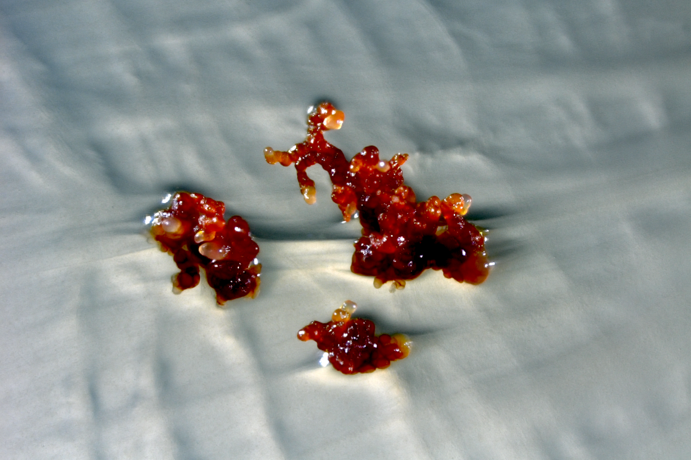 Stereomicroscopic image of Cystobacter violaceus in red.
