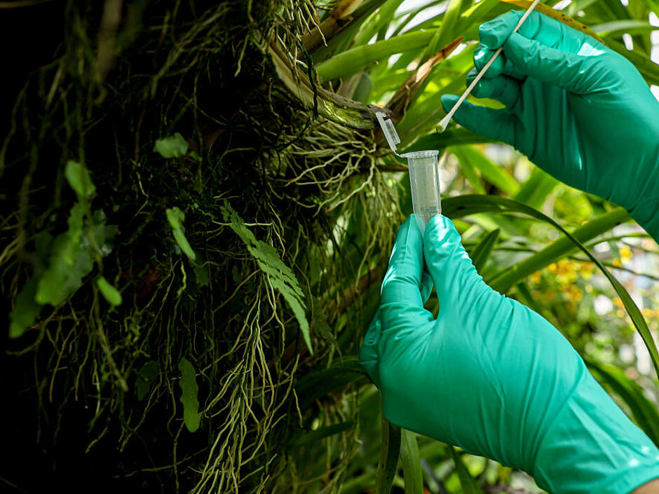 Swabbing leaves