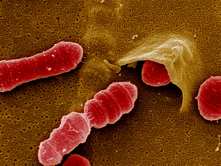 Gruppe von Streptokokken dringt in Endothelzelle ein