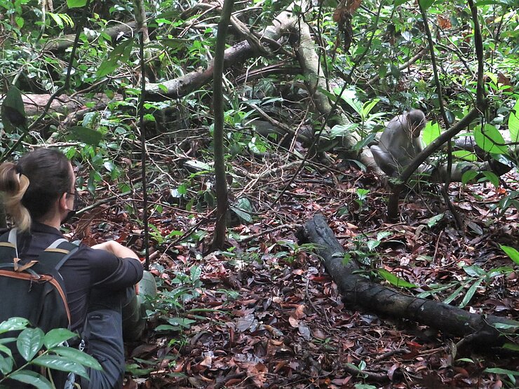 HIOH-Forschende beobachten Wildleben im Wald.