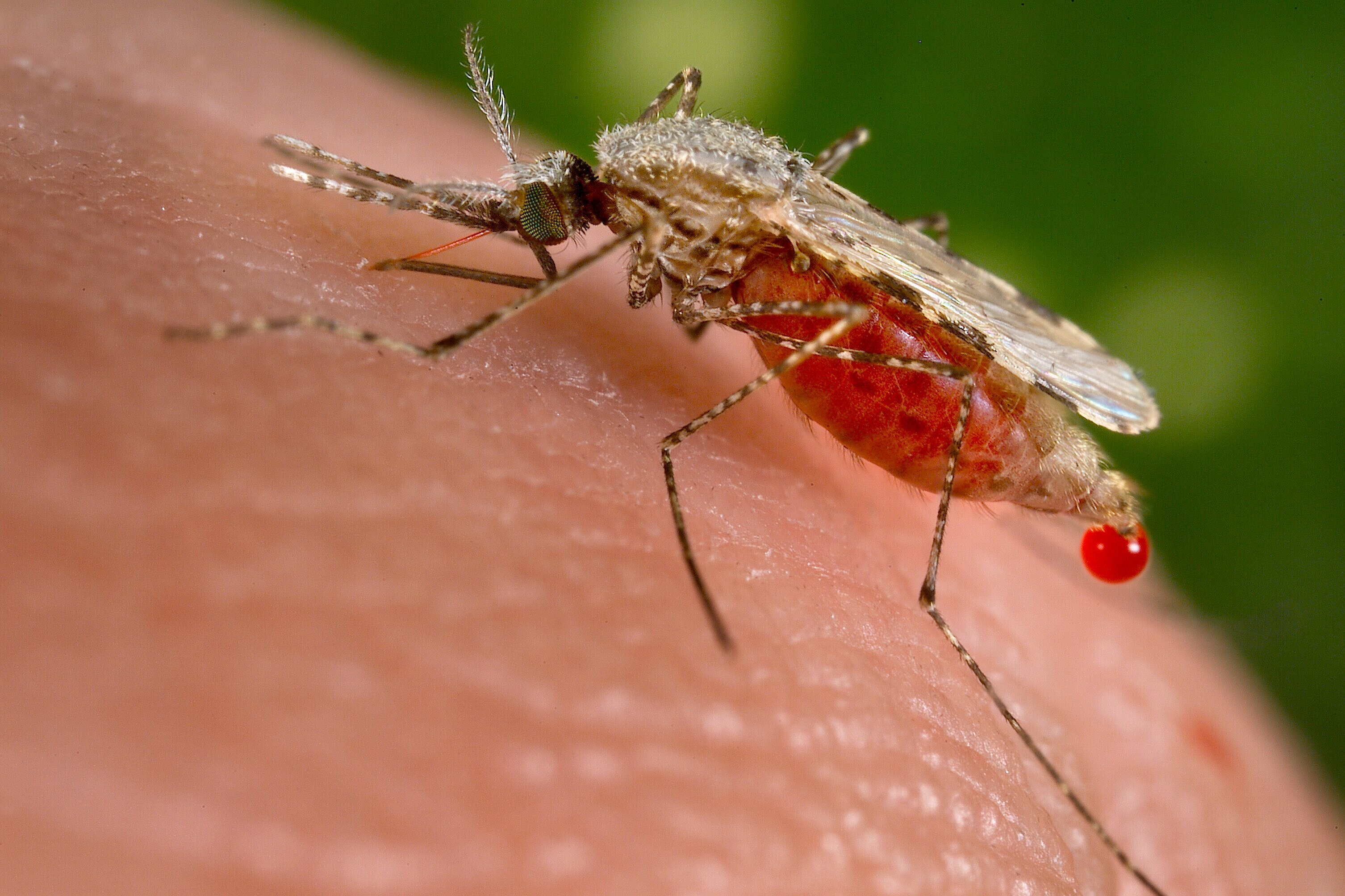 Mosquito bites into human skin