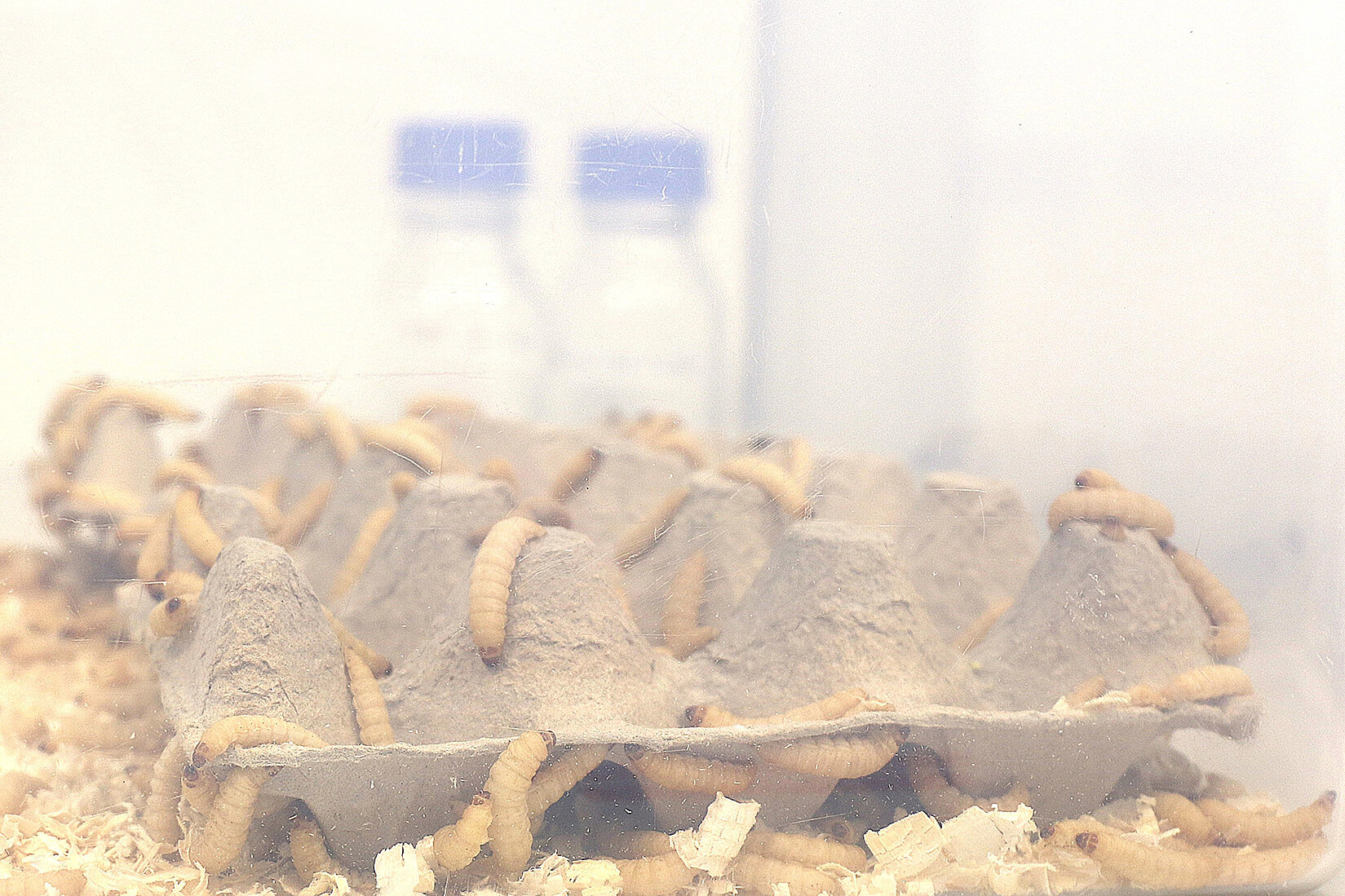 larvae of the greater wax moth