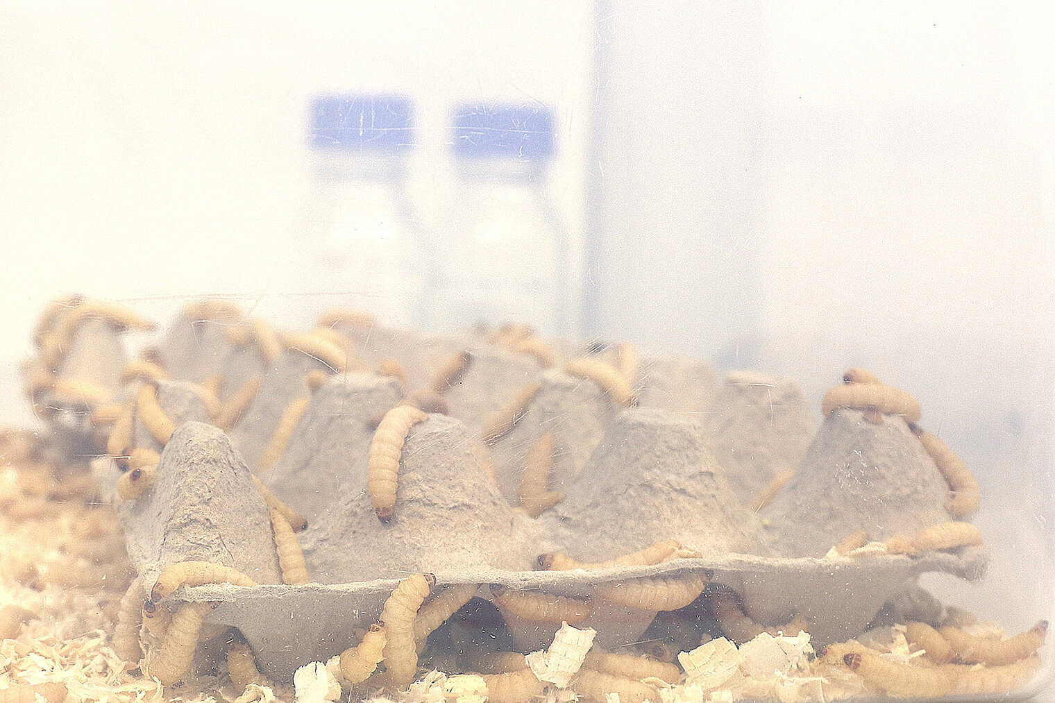 larvae of the greater wax moth