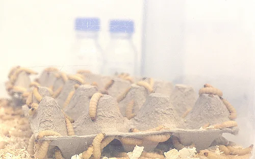 From pest to useful tool: How wax moth larvae can help reduce animal testing in research