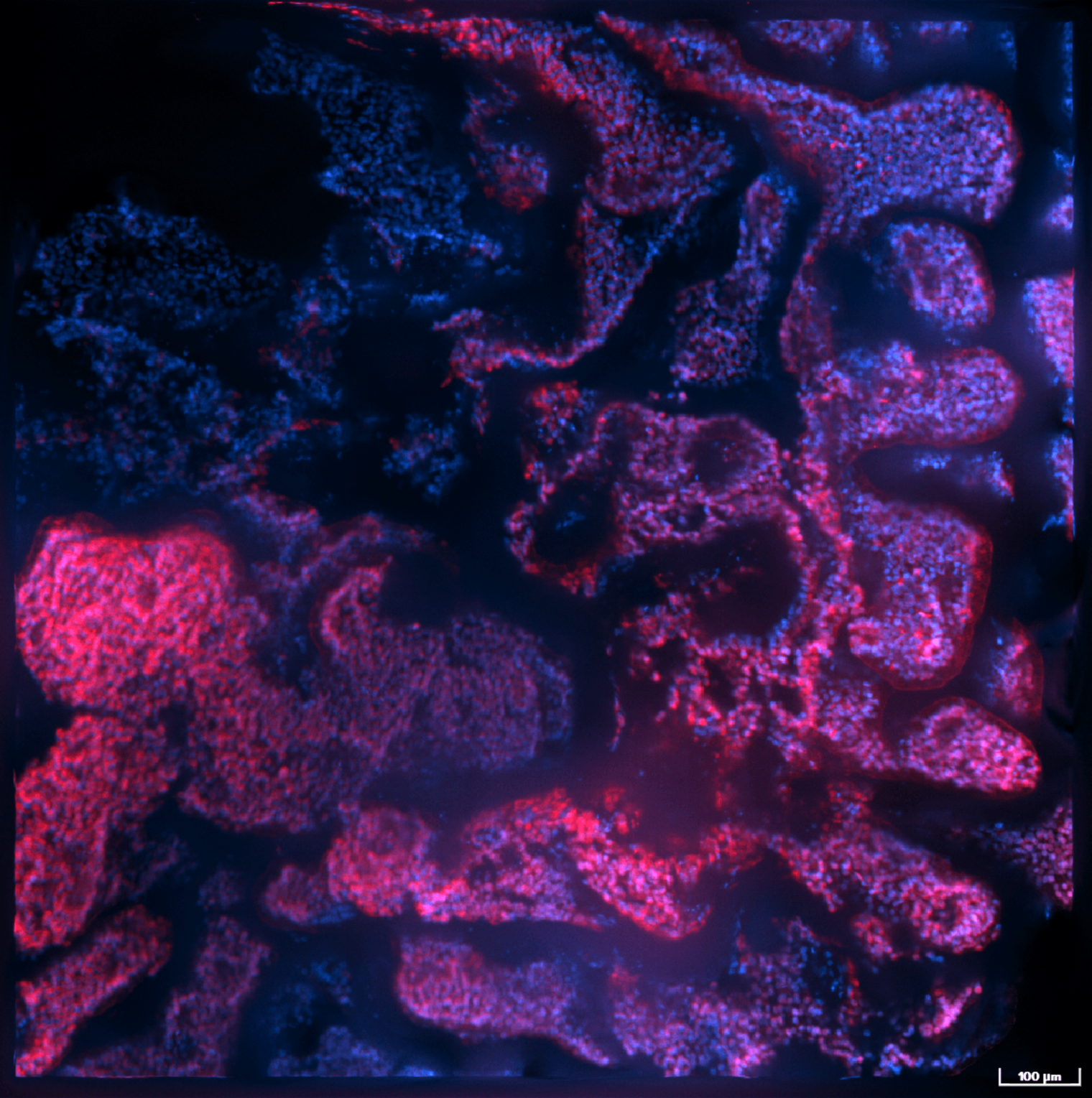 Oberfläche eines Lungenorganoids