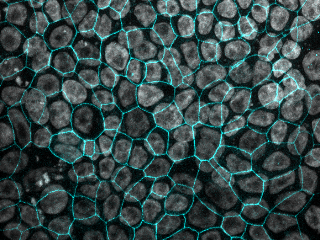 Fluorescence staining of Arlo cells