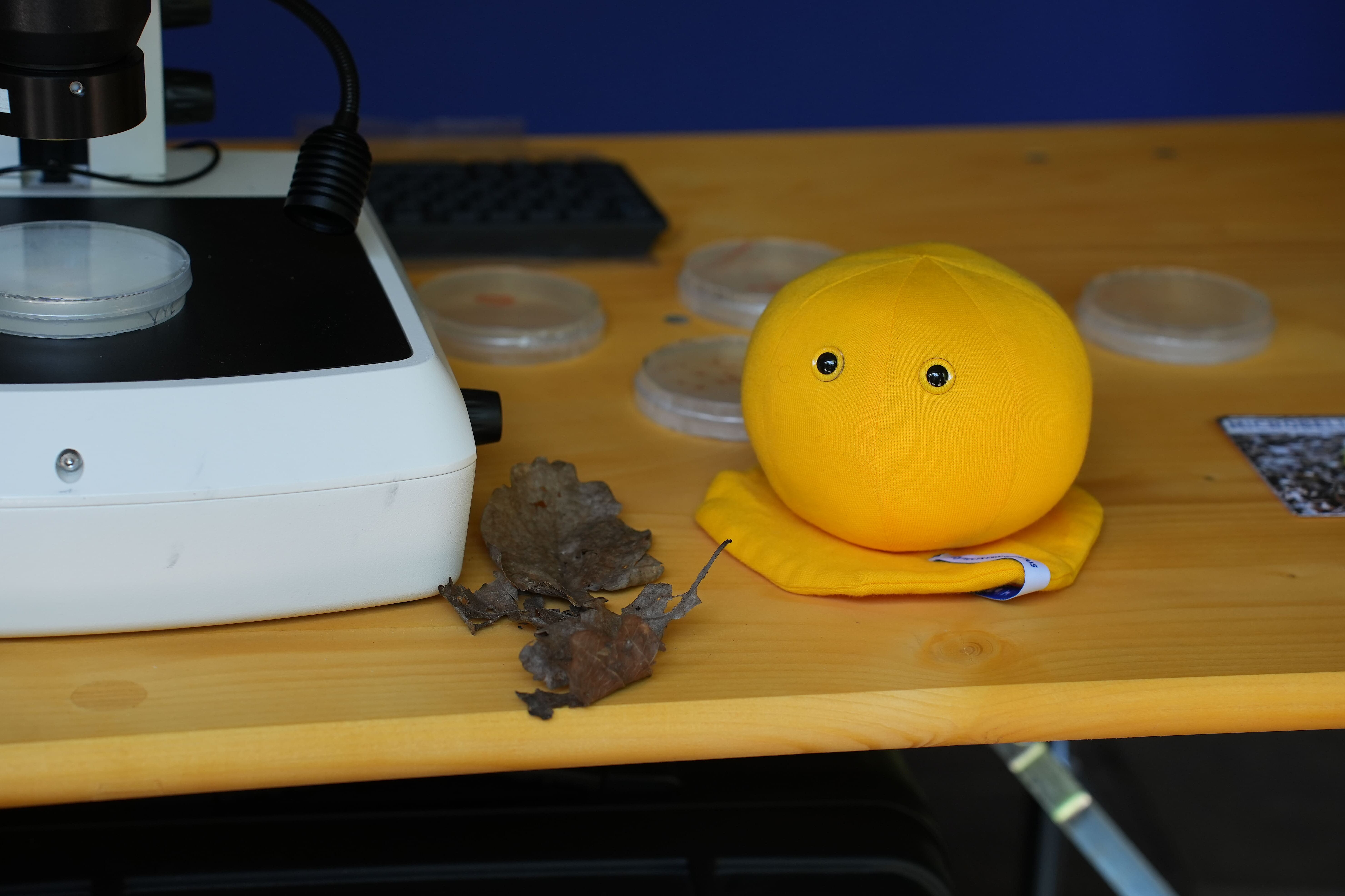 Das microbelix Maskottchen Myxococcus xanthus
