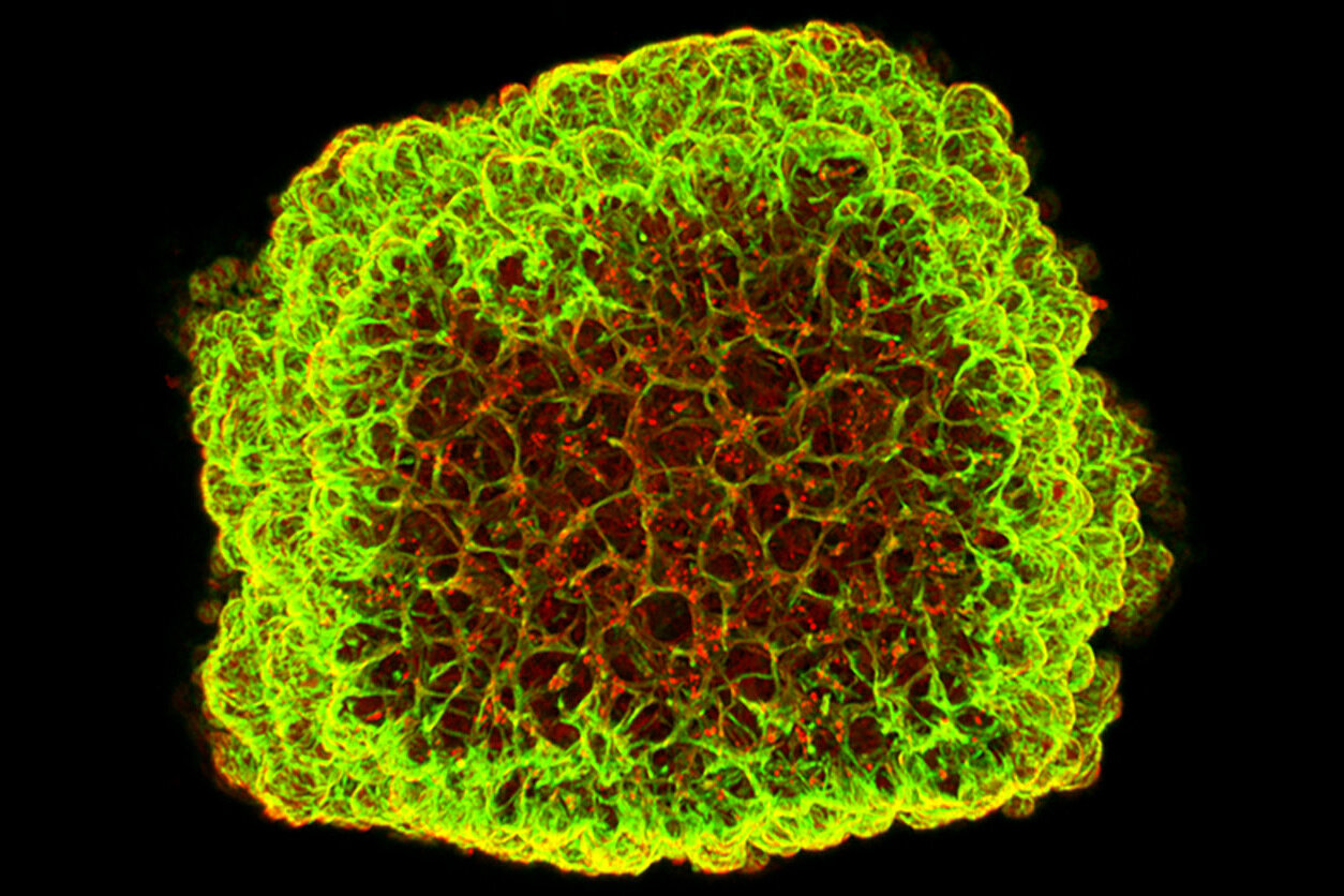 Organoid eines Blutgefäßes