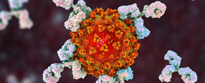 Antikörper greifen ein SARS-CoV-2-Partikel an 