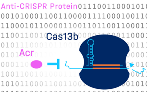 Grafik Anti-CRISPR-Protein