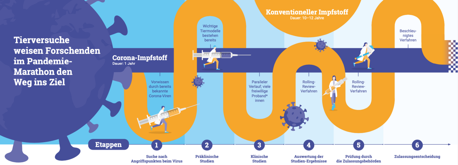 Diagram showing the importance of animal testing in vaccine development