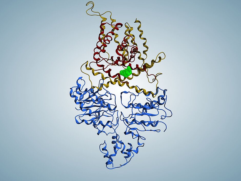 Dreidimensionale Struktur des Transportproteins ECF-T 