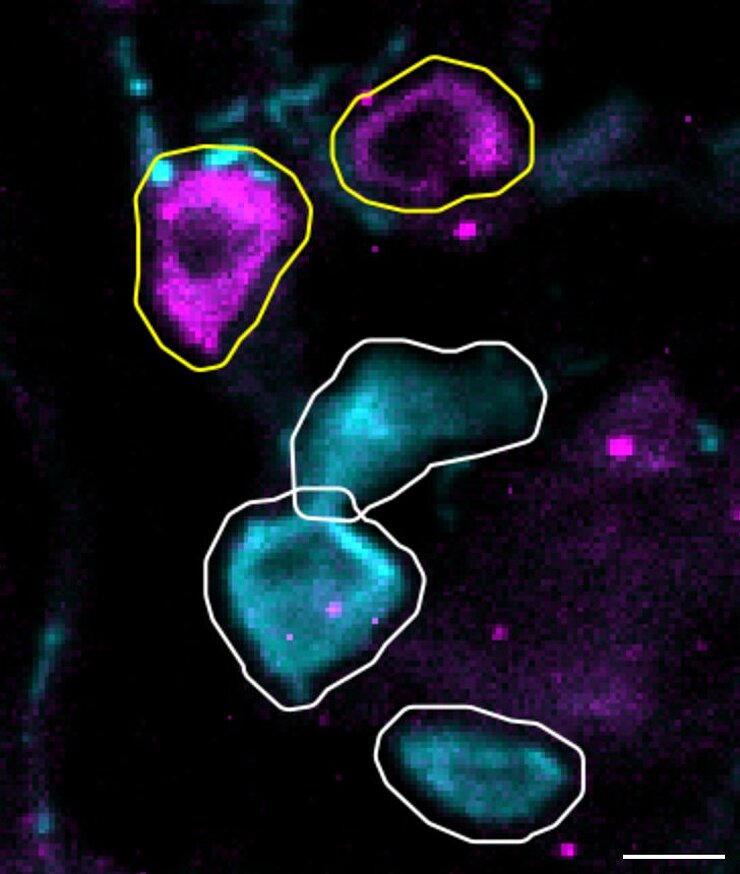 microscopic image