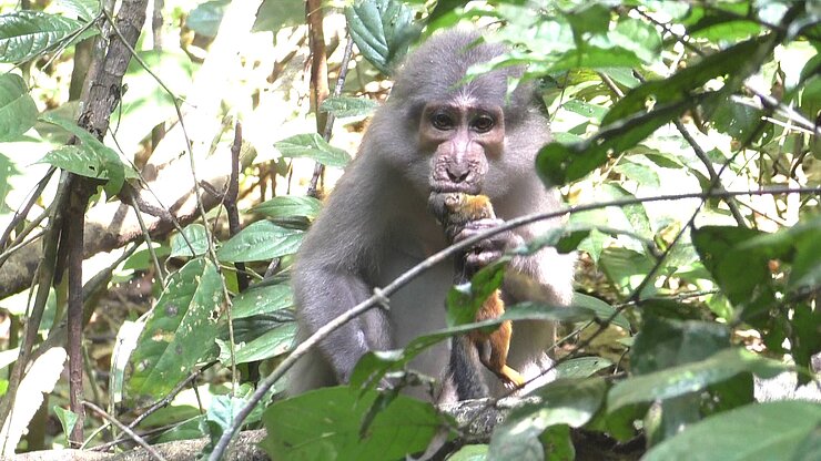 Fressender Mangabe im Blätterwald