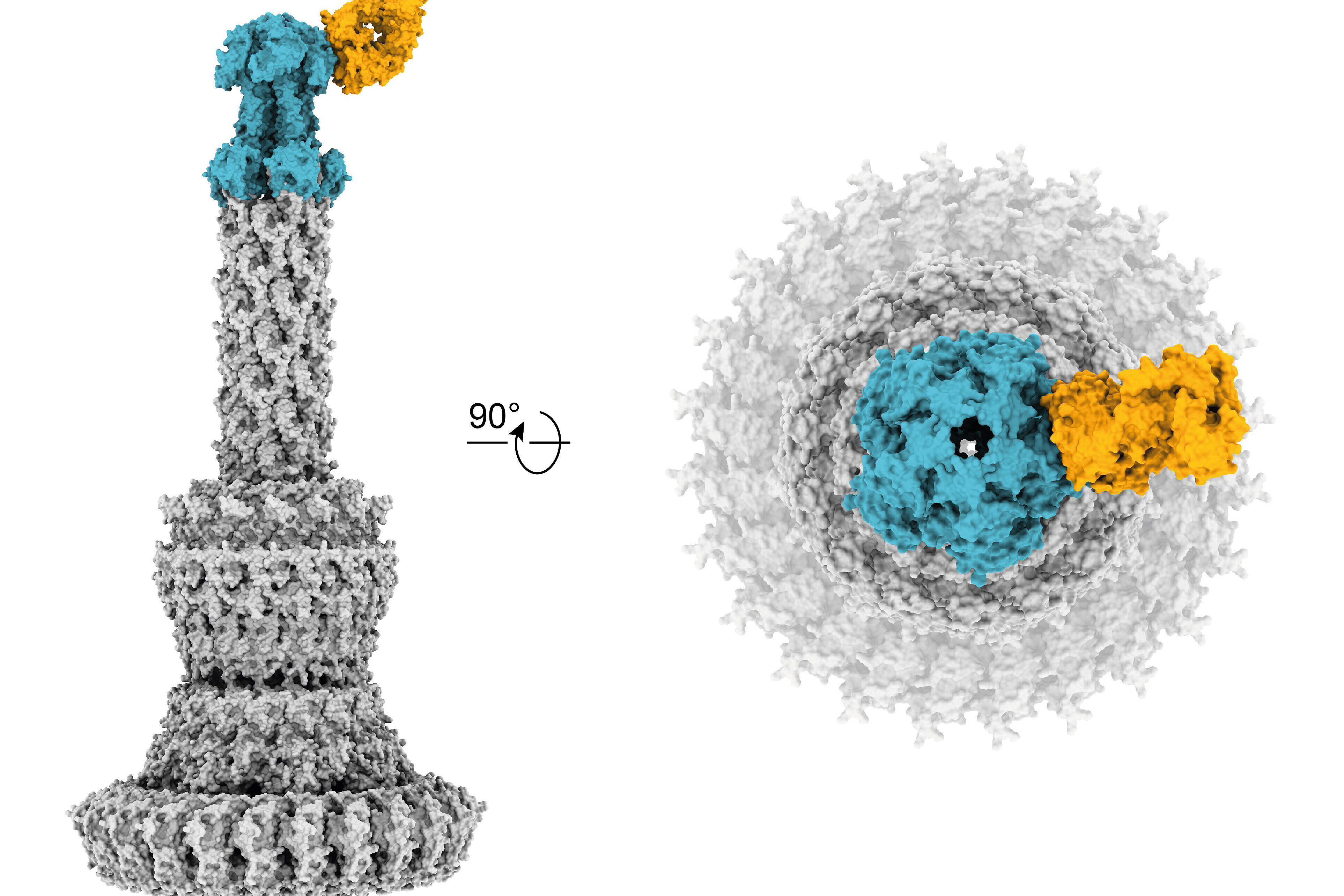 Grafik einer Kryo-Elektronenmikroskopische Rekonstruktion der Antigen-Bindungsregion