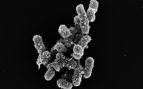 Fighting infections with the power of the microbiome