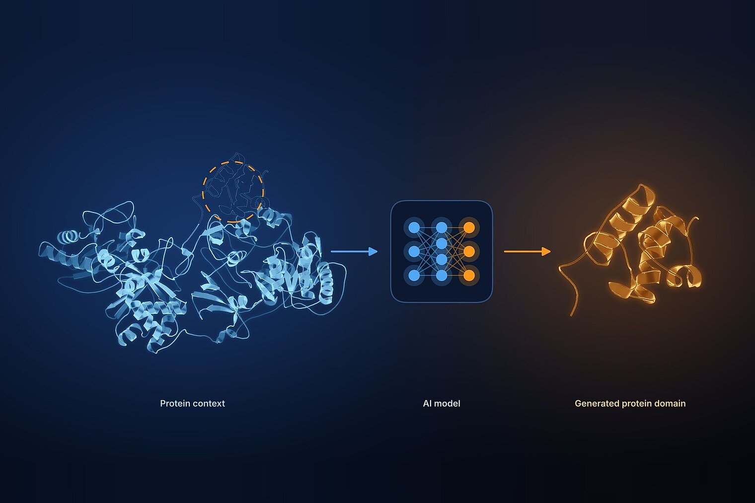Schematic graphic on a dark blue background showing the AI-supported protein design process from left to right. On the left, a glowing blue protein structure made of ribbons and helices is shown, with one region highlighted by a dashed orange outline. An arrow leads to a box containing a neural network symbol with blue and orange nodes. A second arrow leads to a newly generated golden protein domain made of helices and loops. The labels below read "Protein context", "AI model" and "Generated protein domain". Image AI-edited.