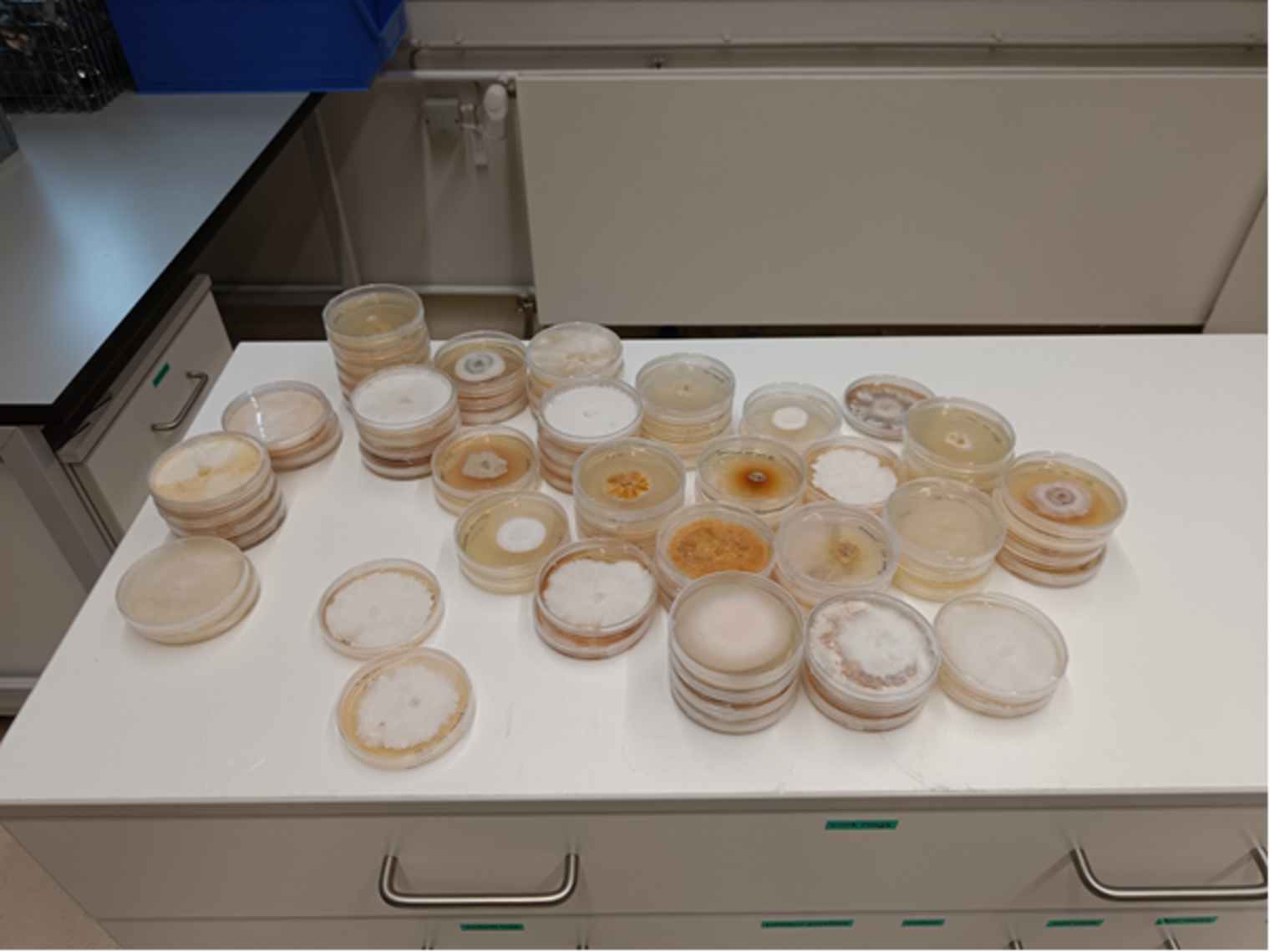 Petri dishes with cultures