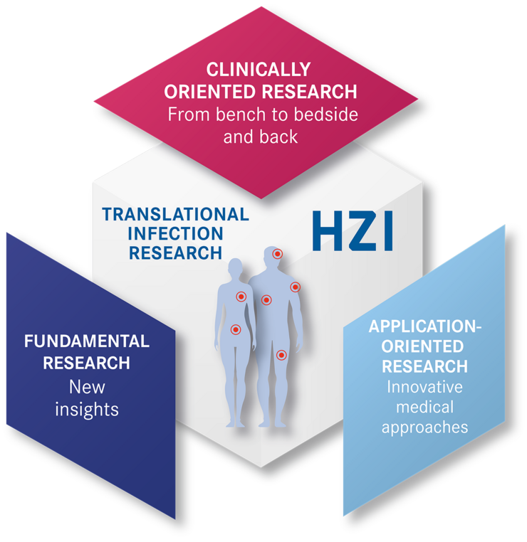 Diagram showing the areas of clinical research