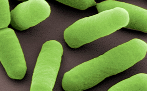 Zellen von Listeria monocytogenes