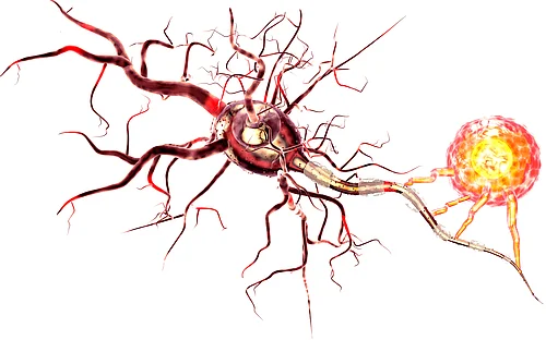 Mechanism of neuron damage in multiple sclerosis discovered