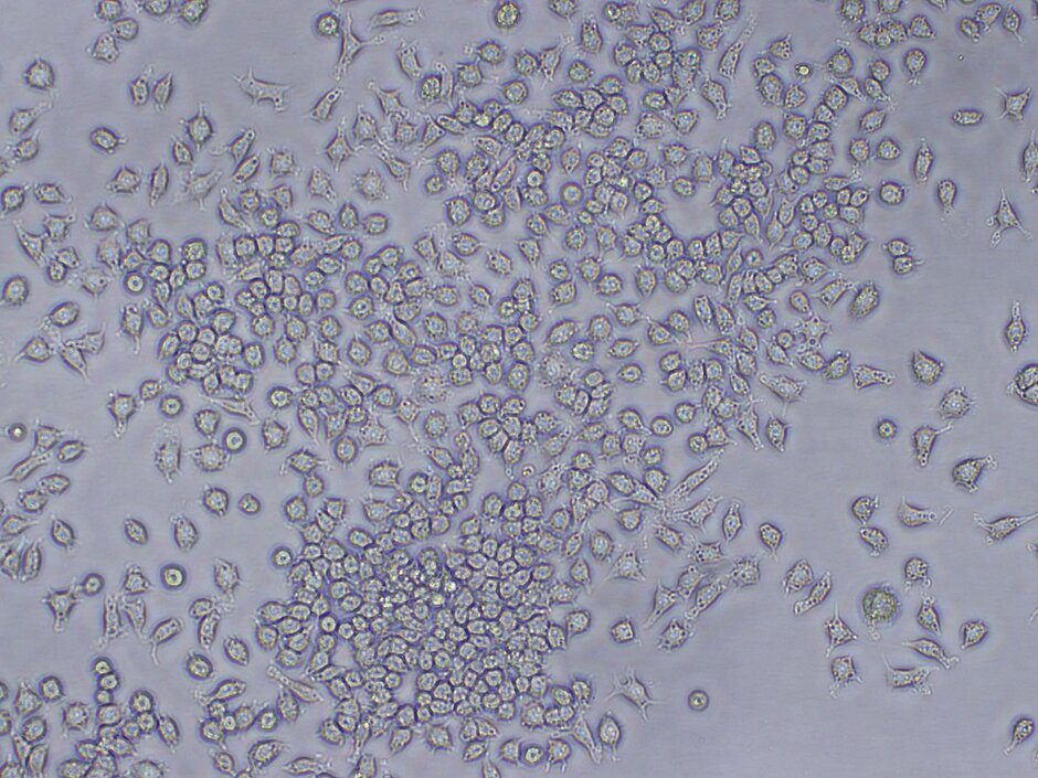 Mouse macrophages