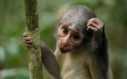 infant mangabey with mpox