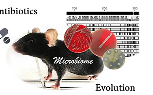 How the gut microbiome responds to antibiotics