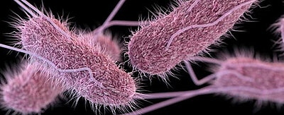 Flagellen, die Bakterienzellen herausragen