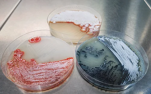Activating the hidden pharmaceutical potential of bacteria 