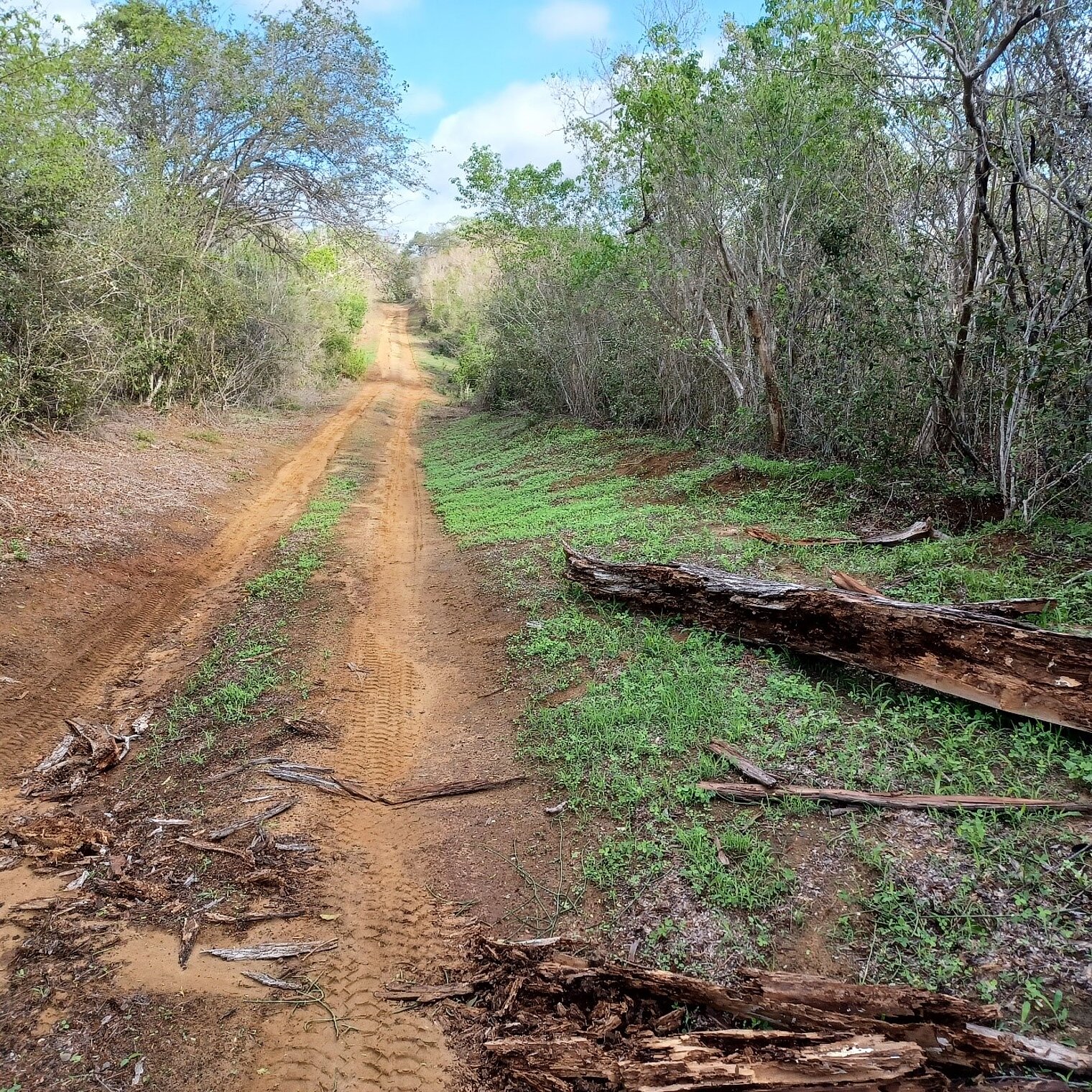 Straße im Wald