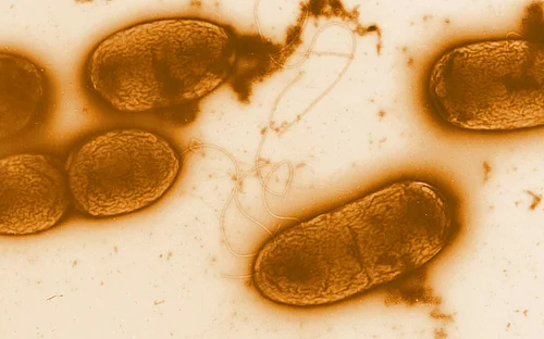 Discovery of molecular virulence mechanism of Pseudomonas aeruginosa