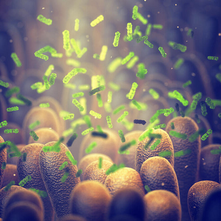 Gut bacteria