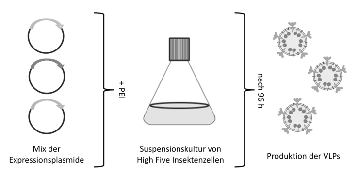 Schematic experiment overview.